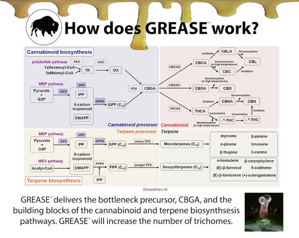 How does Grease Work?
