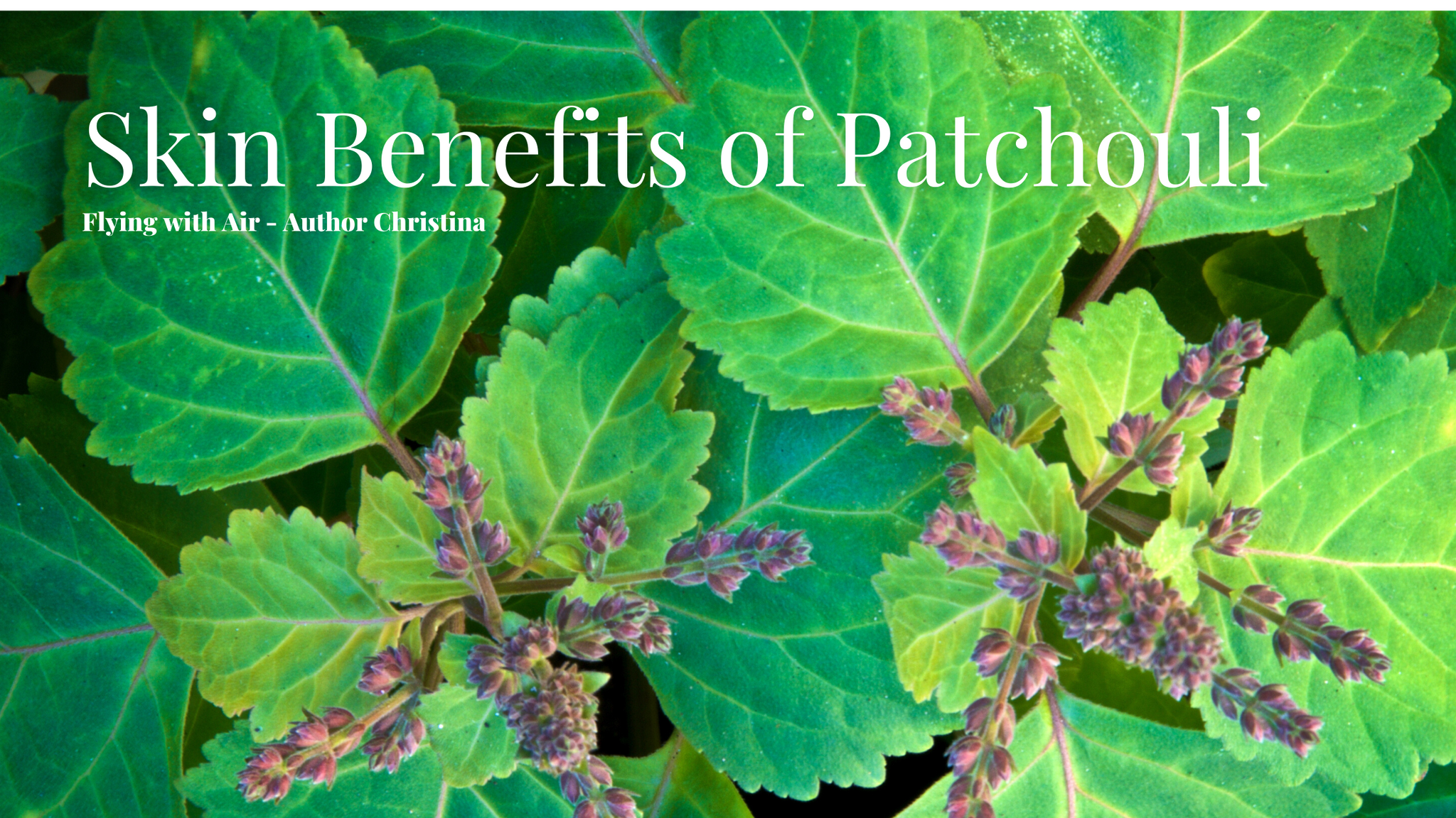 patchouli herbs what you need to know