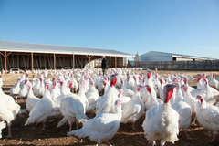 Alberta turkeys from a farm near me and you available at Cut Rite Meats.