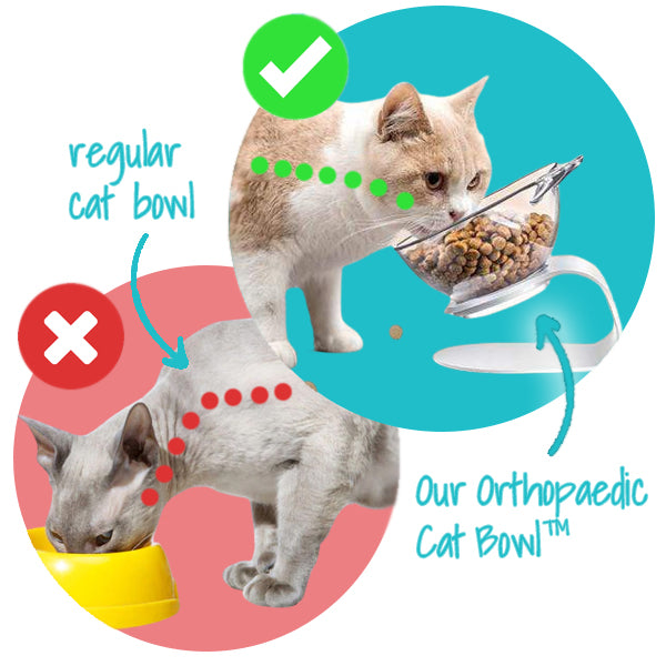 Orthopedic & Anti-Vomiting Pet Food Bowl - Pawtisfaction