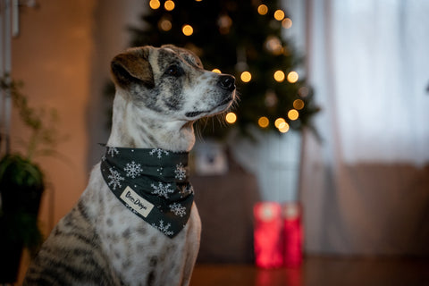 Kerstcadeau-hond