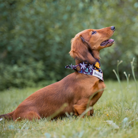 Teckel Flower Fall Dog Bandana