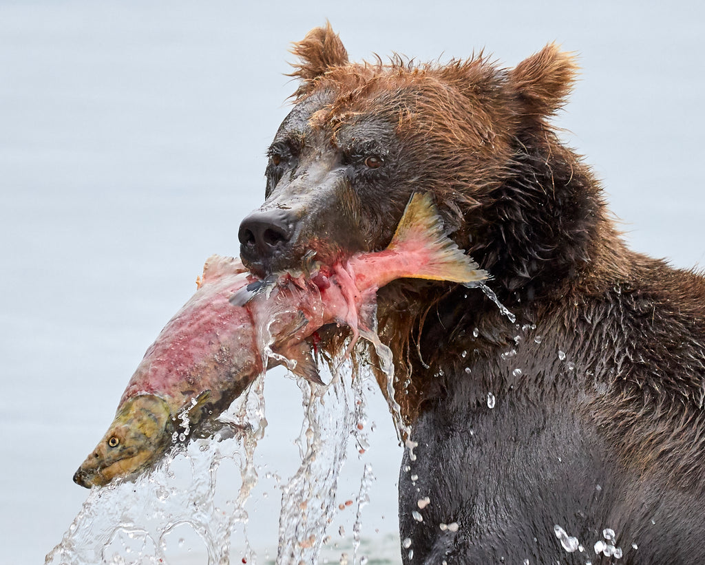 Dinner is served. Bad news if you're a salmon.