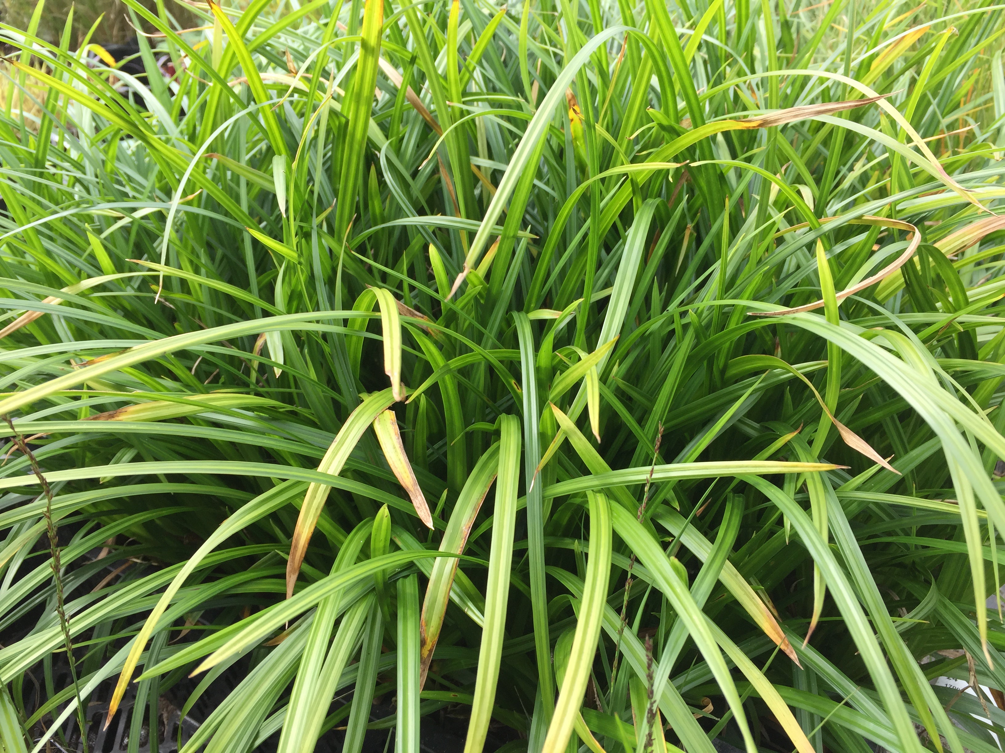 Carex morrowii 'Irish Green'