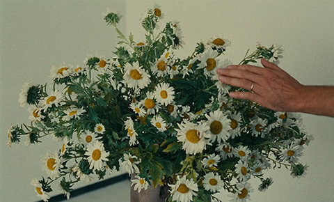 daisies as pictured in Le Bonheur
