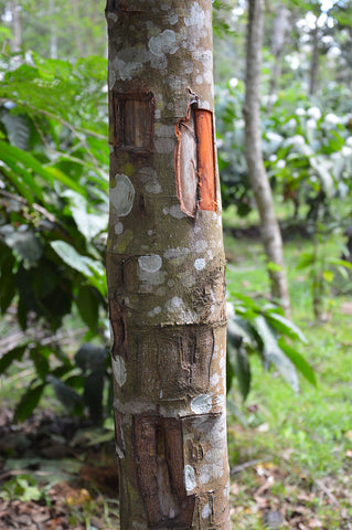a tree of the cinnamon variety freshly stripped of some of it's bark