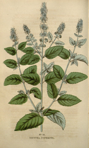 botanical illustration of the peppermint (Mentha piperita) plant
