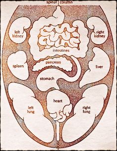 a map of the tongue showing which parts correspond to various bodily organs