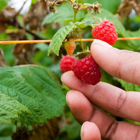 We use only the best, ripe raspberries from Chile and Europe