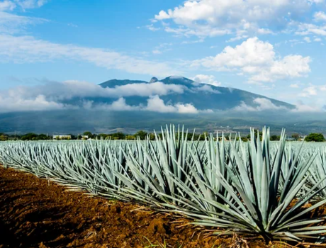 Blue agave plant