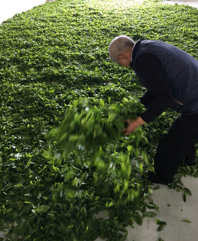 old man picking up tea leaves in field of tea leaves