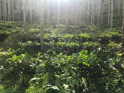 green forest with sun shining through