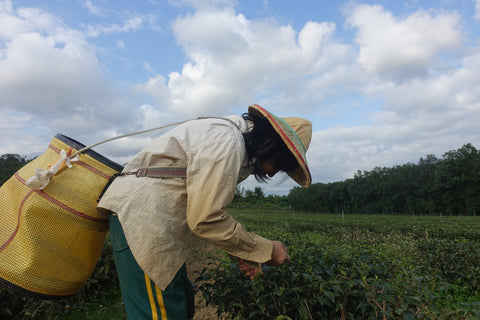 female farmer bent over picking tea leaves in tea farm