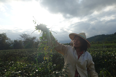 female tea farmer holding tea leaves in one hand with sun in the background