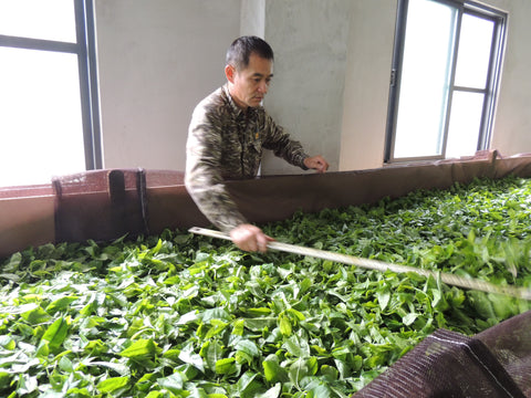 man moving tea leaves in large basket with pole