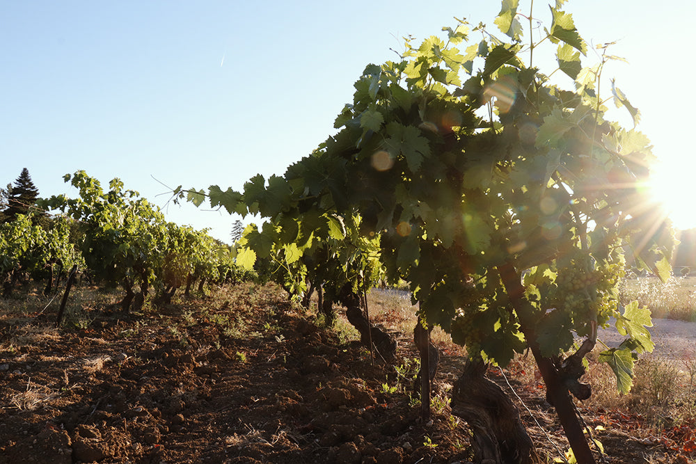 Vignes du Château Lafoux