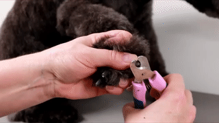 Portable Dog Nail Grinder – Waggy Tails