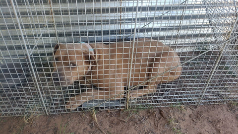abandoned dog in arizona desert