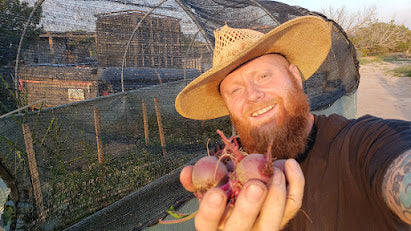 frugal off grid beets