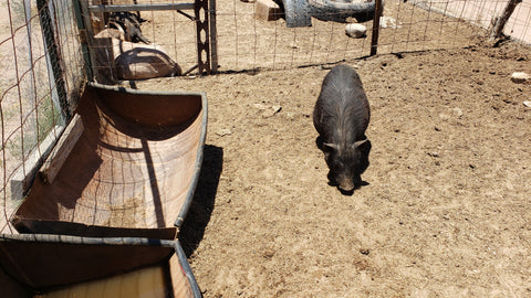 high desert pig farmer