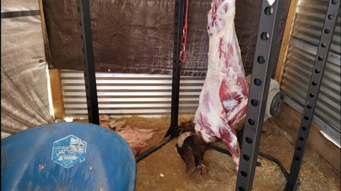 skinning a boer goat