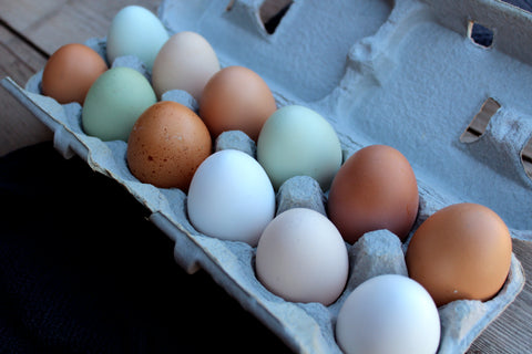 Farm Fresh Homestead Eggs and Egg laying hens