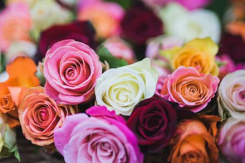 1. Trandafiri colorati