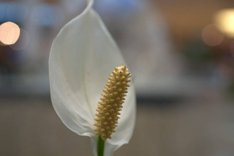 1 peace lily