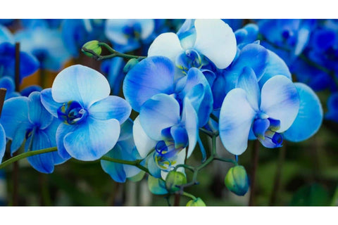 2. Cum se ingrijeste orhideea albastra