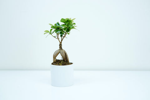 bonsai1