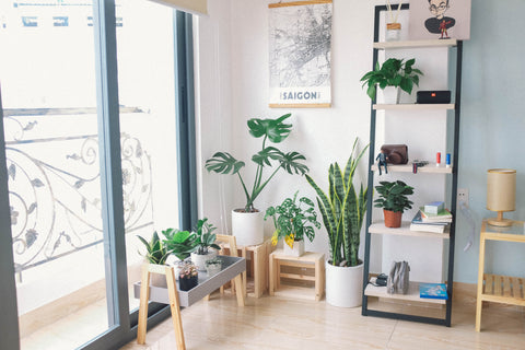 plante de apartament care purifica aerul