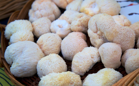 Lion's Mane in the basket