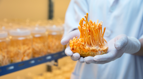 Mighty Fungi Cordyceps laboratory tested