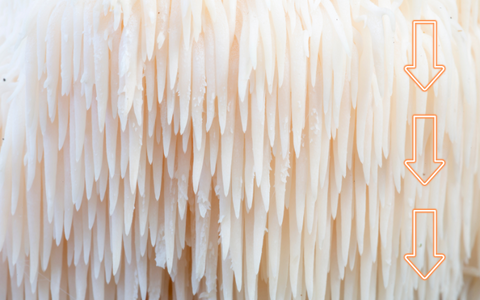 Lion's mane close up