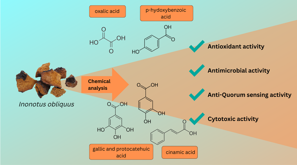 Chaga active compounds