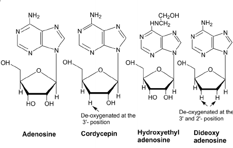 bioactive chemicals found in cordyceps