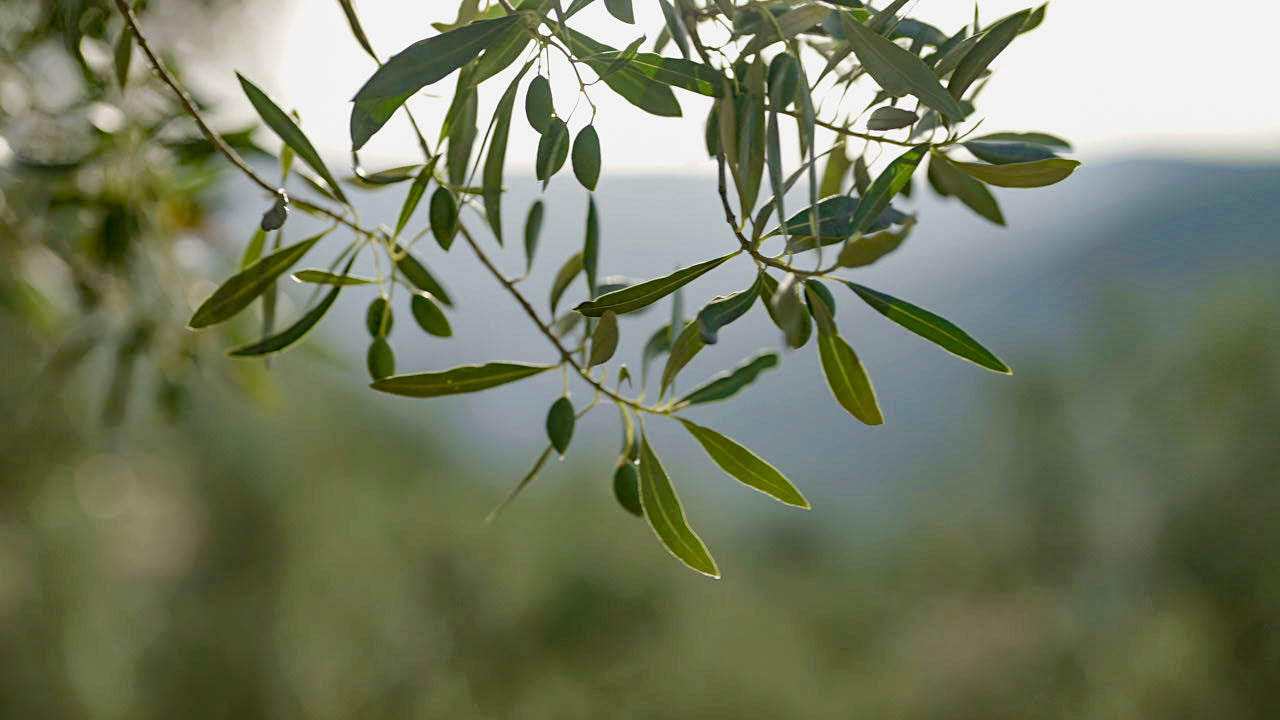 Greek Olive Groves 