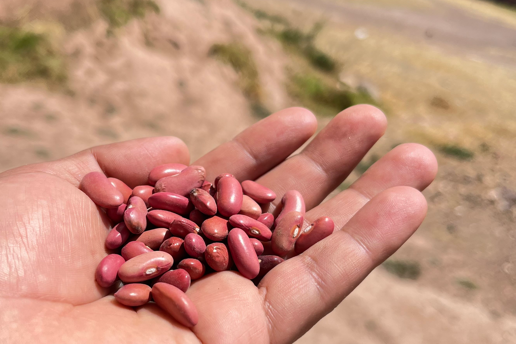 SIMPLi Red Kidney Beans