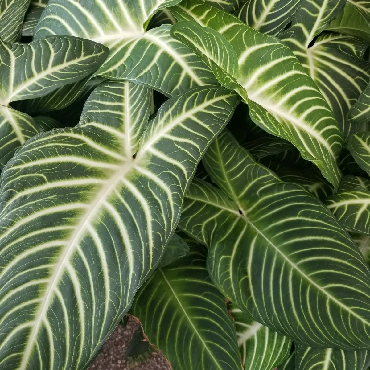 Caladium 'Lindenii Magnificum'