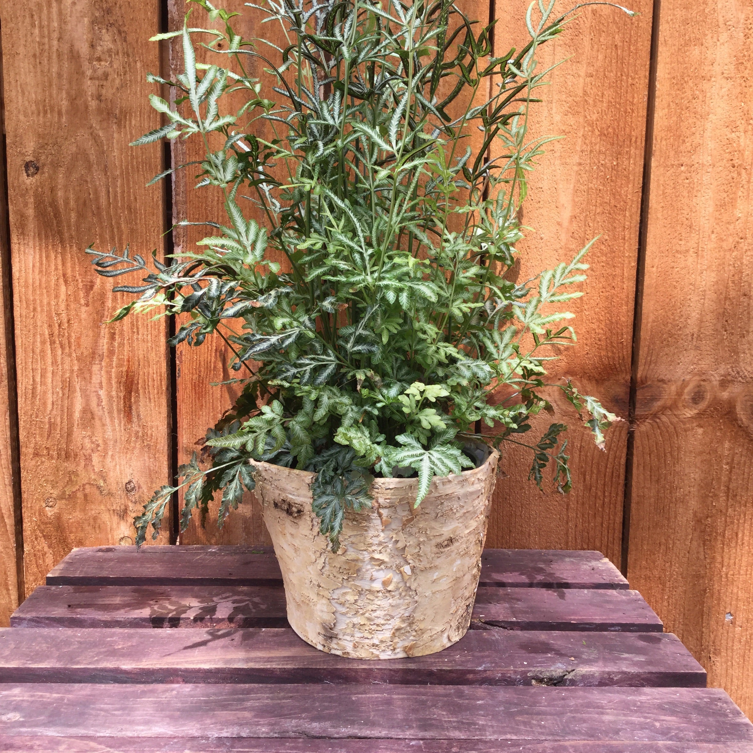 8” Birch Pot