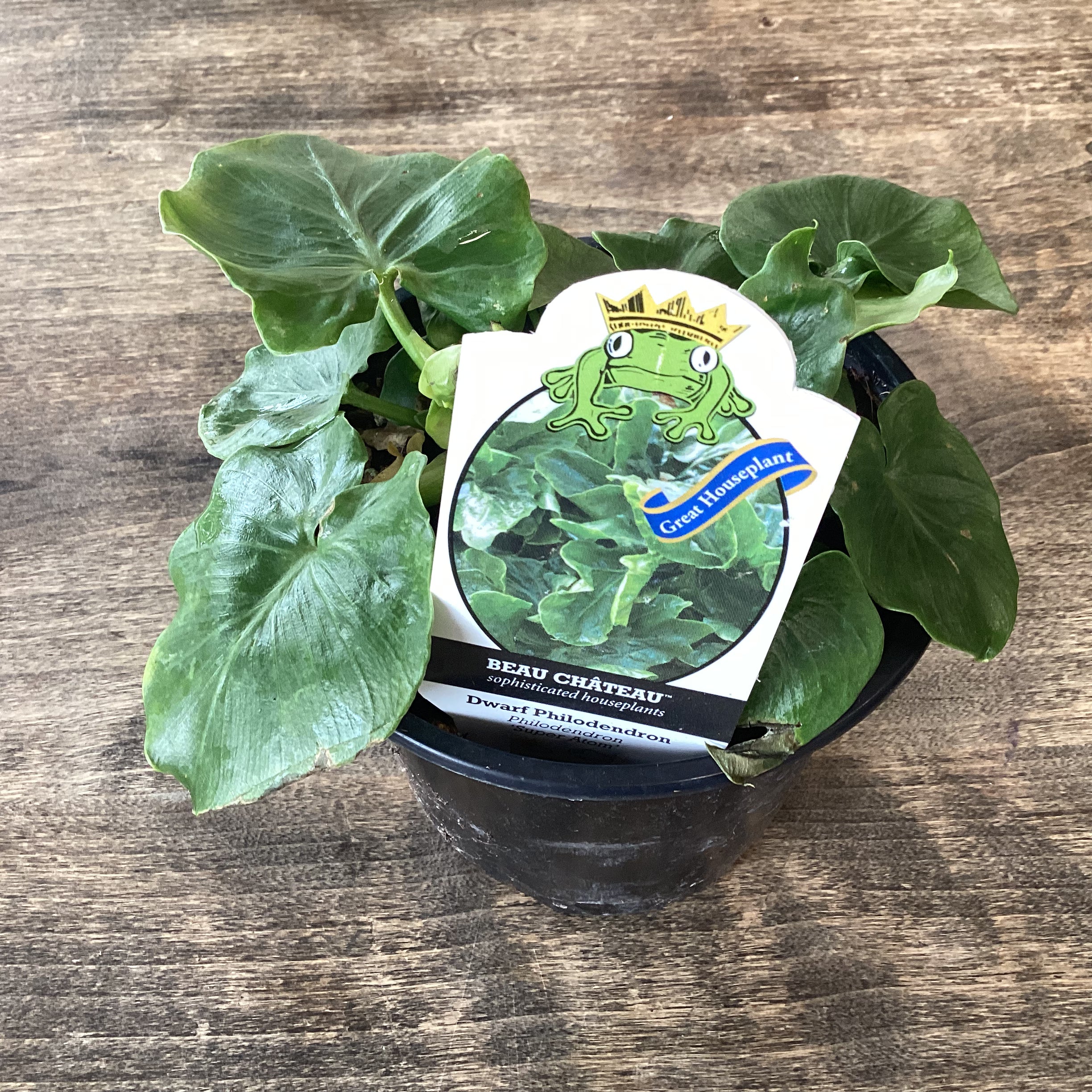 Dwarf Philodendron 4”