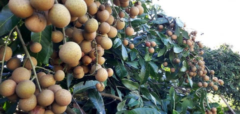 longan tree in Jamaica