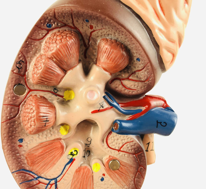 Modelo de glándula suprarrenal sistema urinario riñón humano - modelo |  Coyitosmx
