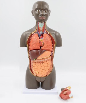 modelo anatomico de Torso unisex desmontable Africano 50 cms - faculta |  Coyitosmx