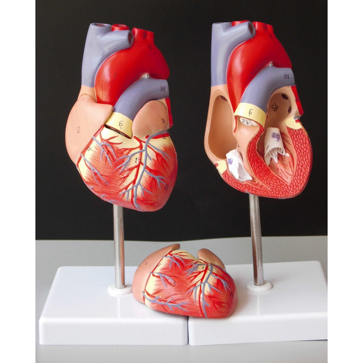 Modelo anatomico de modelo de corazon humano (Ensamblable) | Coyitosmx