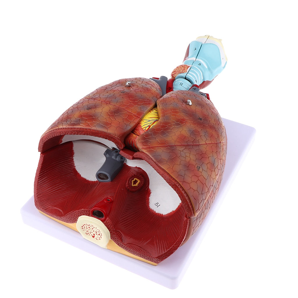 Modelo anatómico de sistema respiratorio humano pulmon desmontable en |  Coyitosmx