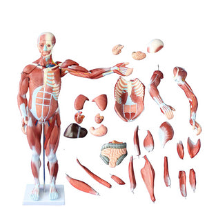 Modelo Sistema Muscular - Torso de Anatómica completo de 80CM (27 Part |  Coyitosmx