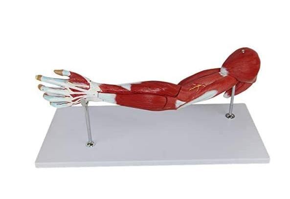 Modelo anatomico de brazo muscular (7 partes) | Coyitosmx