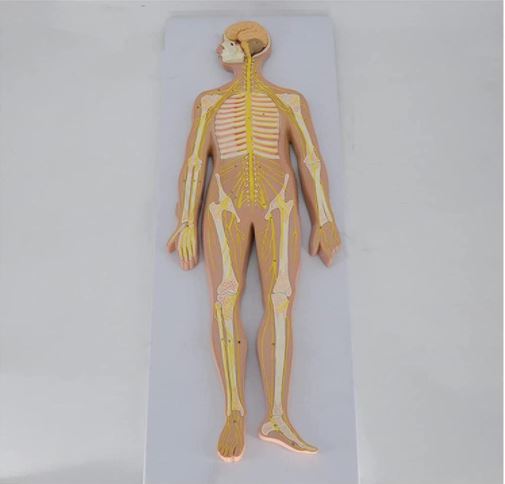 Modelo anatómico del sistema nervioso del cuerpo humano | Coyitosmx