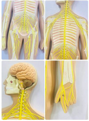 Modelo anatómico del sistema nervioso del cuerpo humano | Coyitosmx